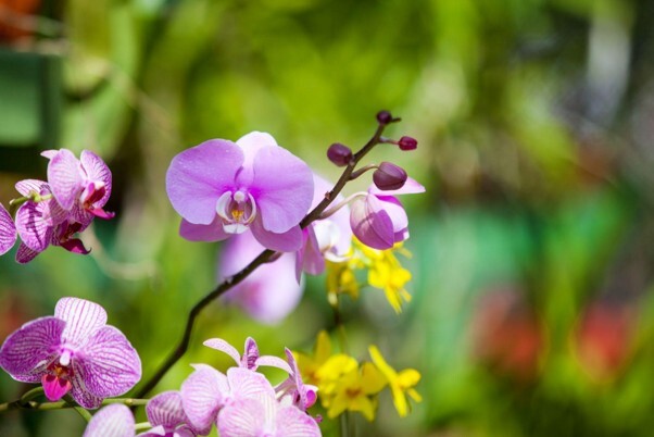 Biodiversity net gain guidance illustrated by colourful orchids growing in a diverse natural habitat.